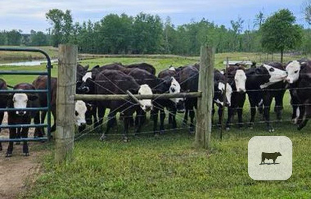 Cattle Range Listing Photo