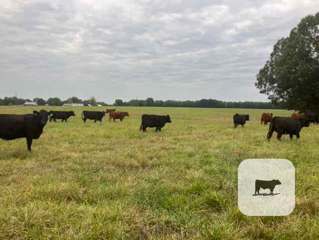 Cattle Range Listing Photo