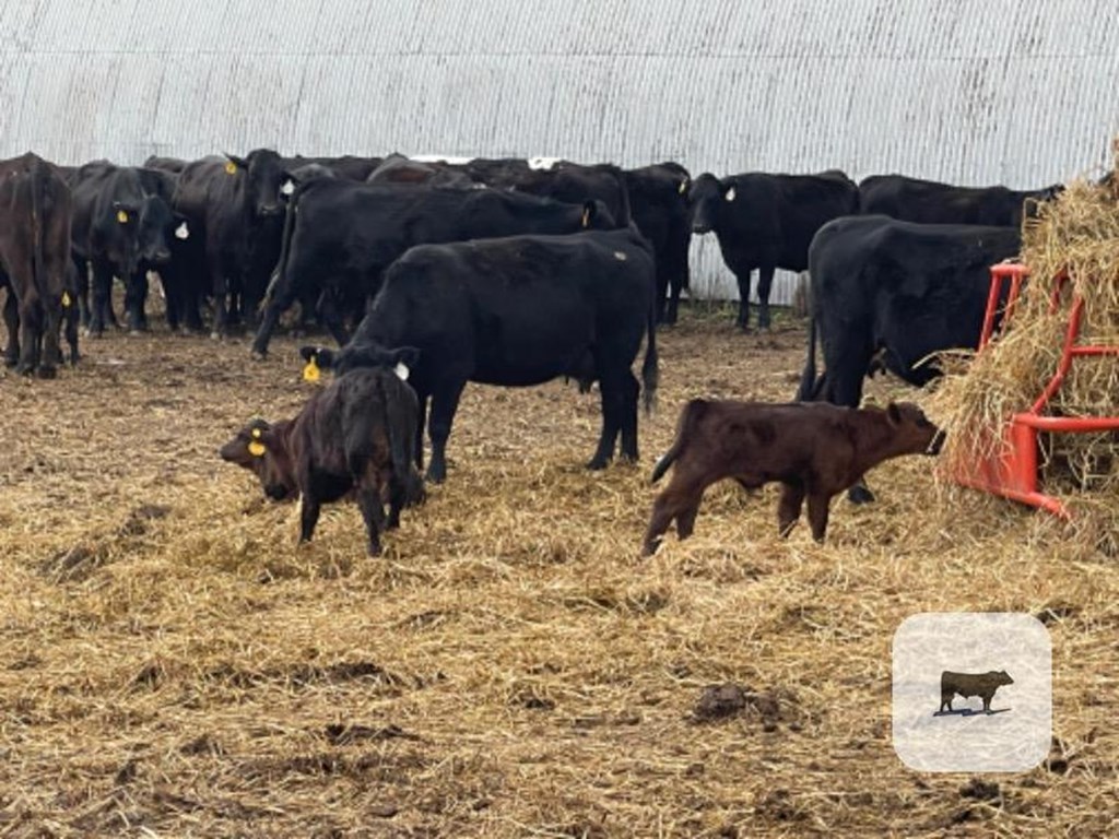Cattle Range Listing Photo