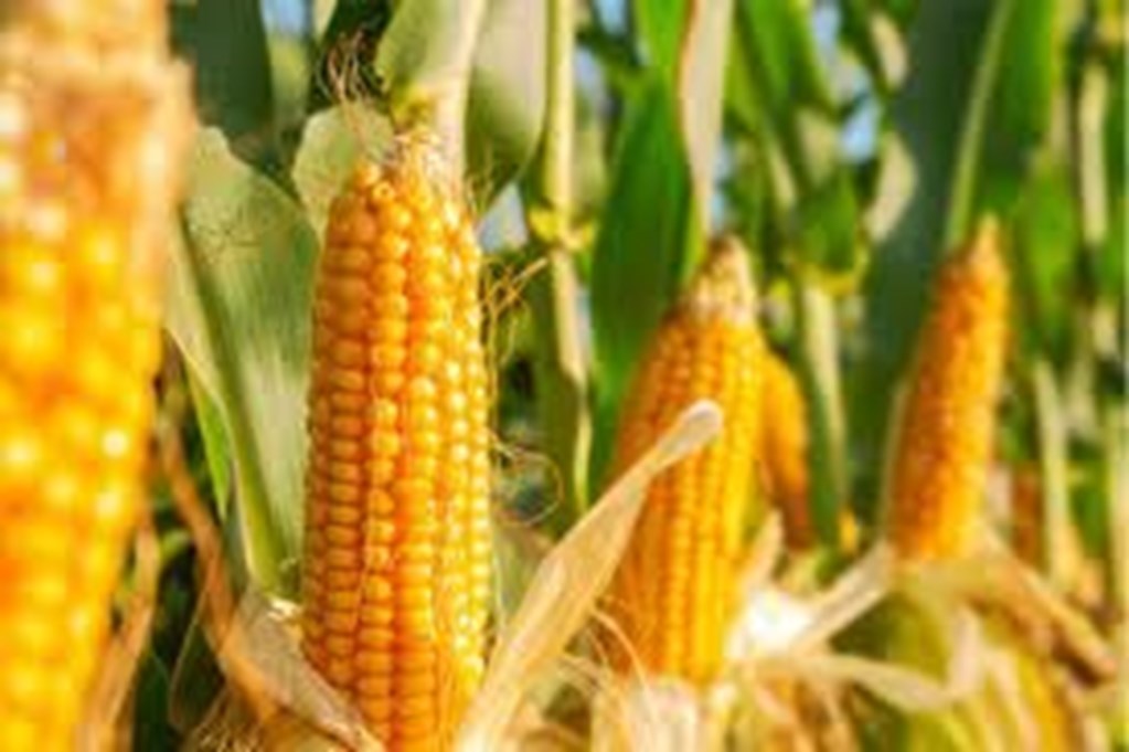 Corn Crop Condition as of 9/10/23