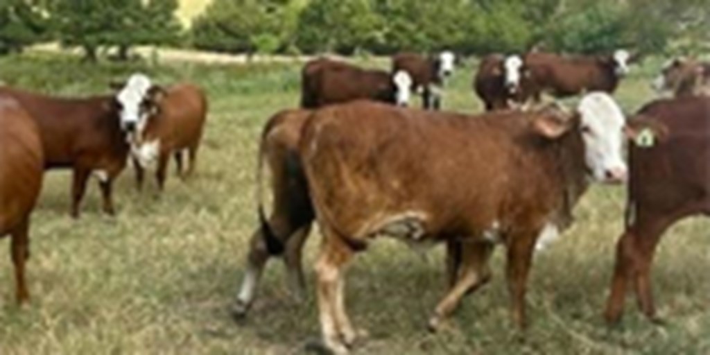 55 Braford Bred Heifers... East TX