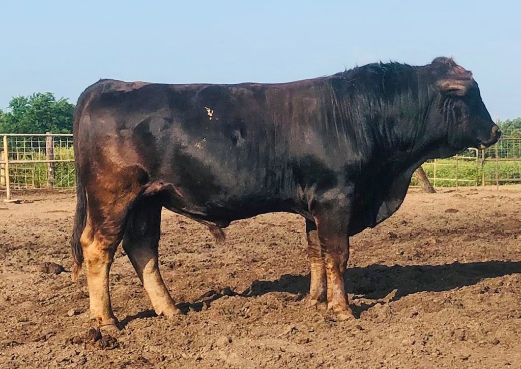 Cattle Range Listing Photo