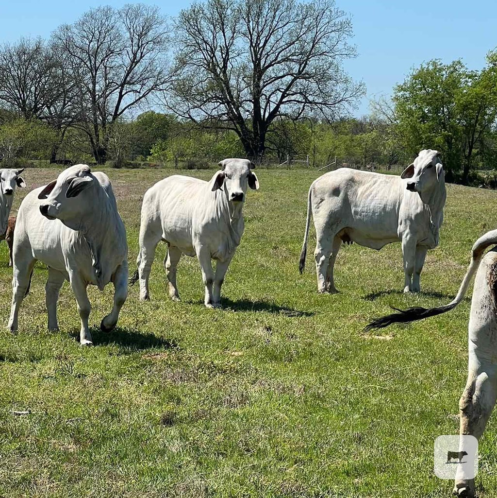 Cattle Range Listing Photo 2