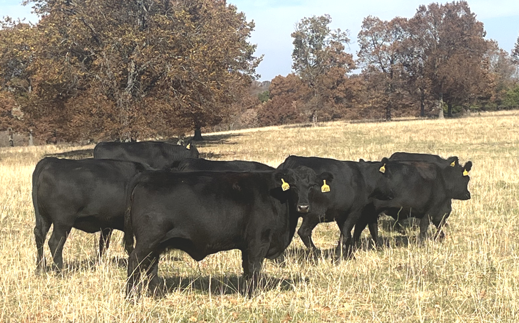 What does the Cattle Inventory Report means for markets in coming years?