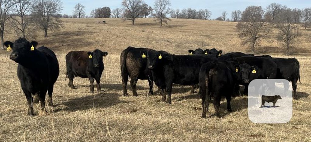 Cattle Range Listing Photo