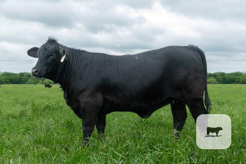 Cattle Range Listing Photo