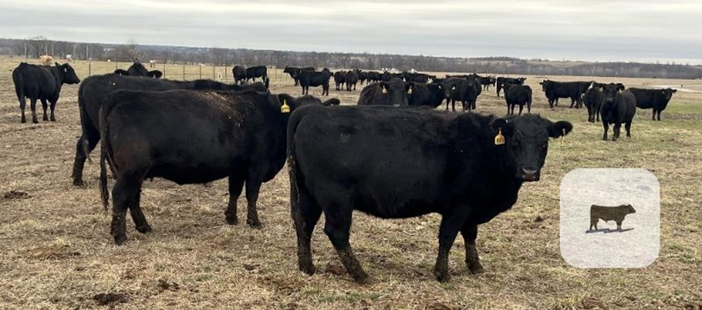 Cattle Range Listing Photo