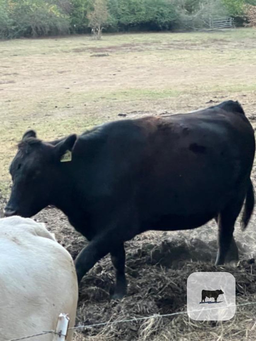 Cattle Range Listing Photo