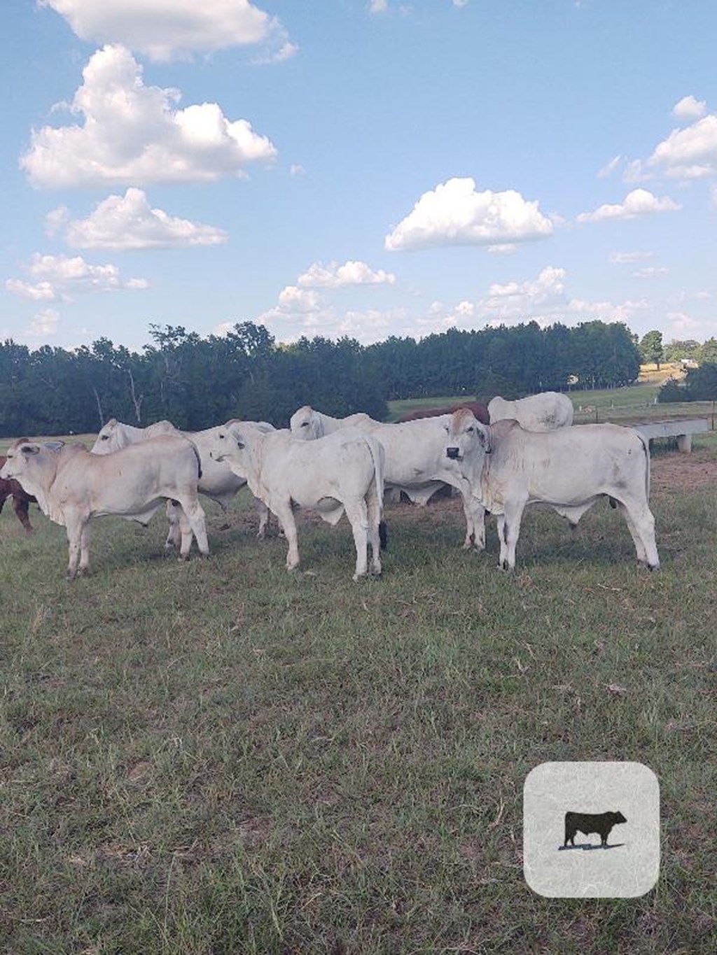 Cattle Range Listing Photo