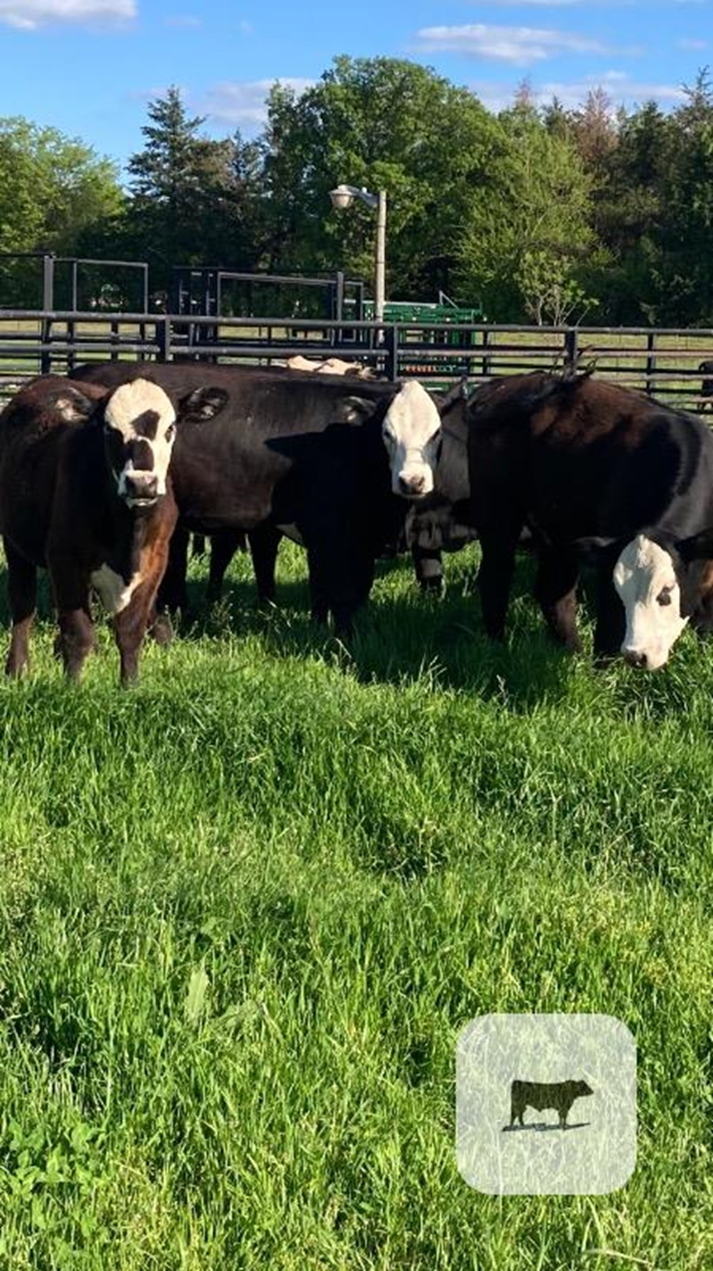 Cattle Range Listing Photo