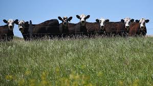 Bovine Tuberculosis confirmed in Montana Beef Herd