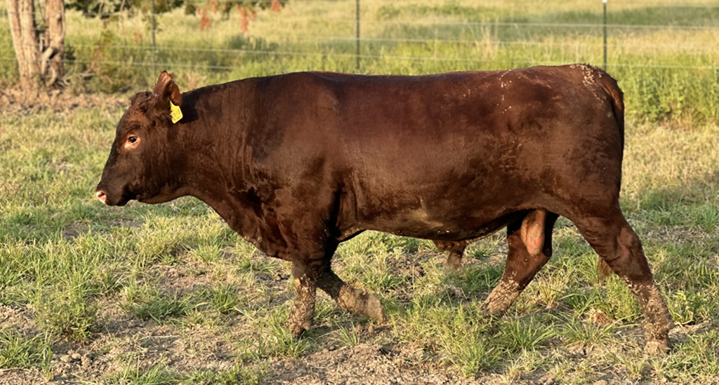 Cattle Range Listing Photo
