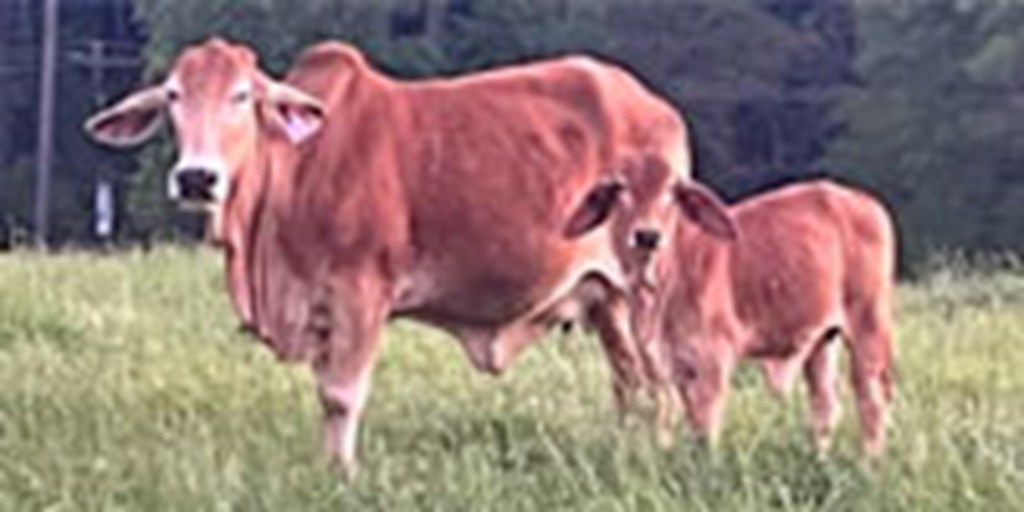 23 Brahman Cows w/ 8+ Calves... East TX