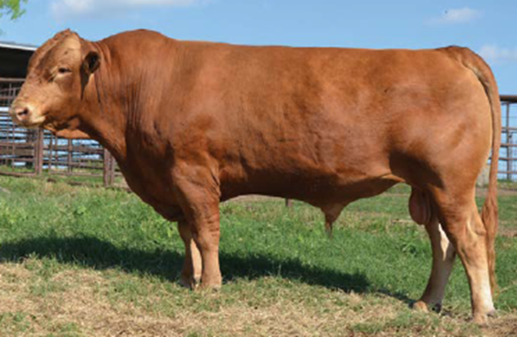 Cattle Range Listing Photo