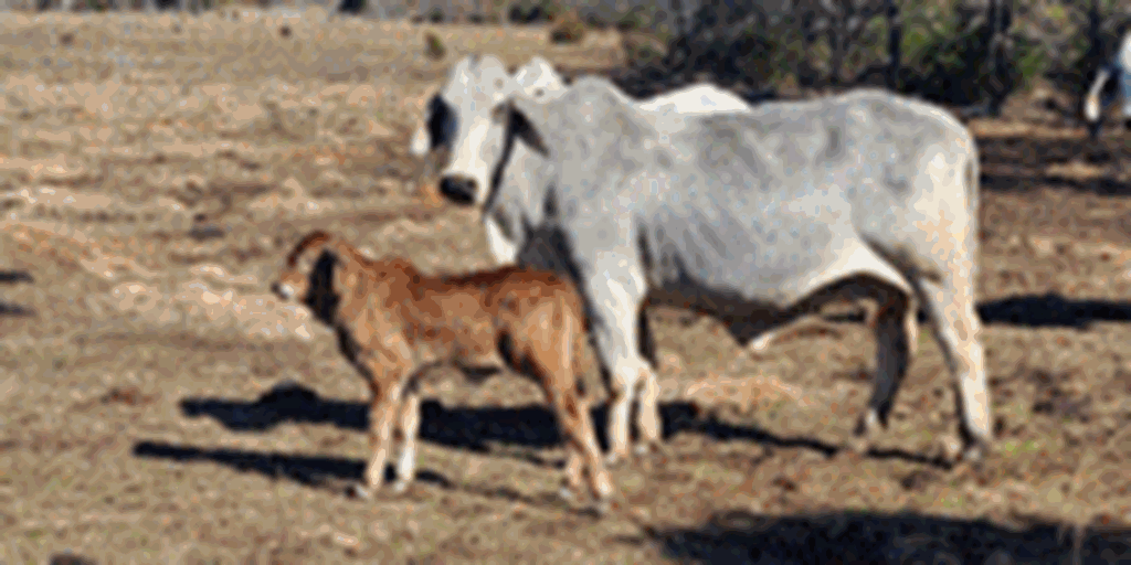 30 Reg. Brahman Cows w/ 6+ Calves... Southeast OK