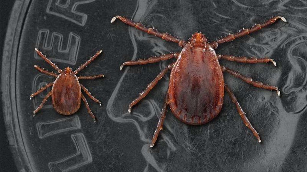 Longhorned Tick discovered in Northern Missouri for First Time