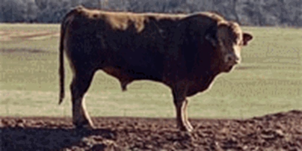 50 Red Akaushi & Wagyu Bulls... Southwest Ok