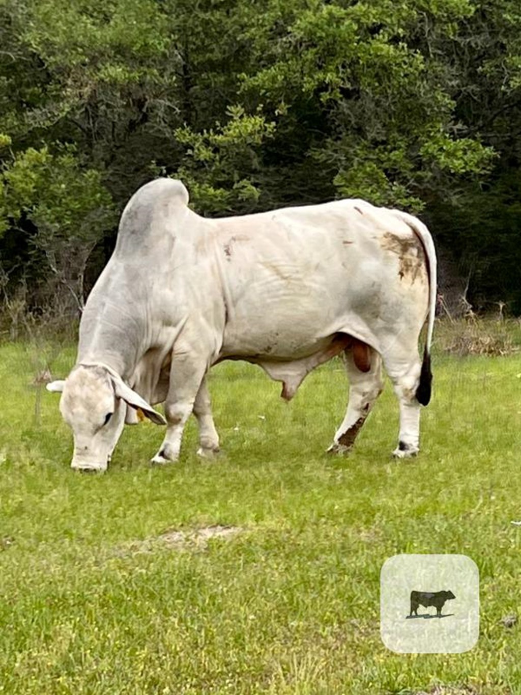 Cattle Range Listing Photo
