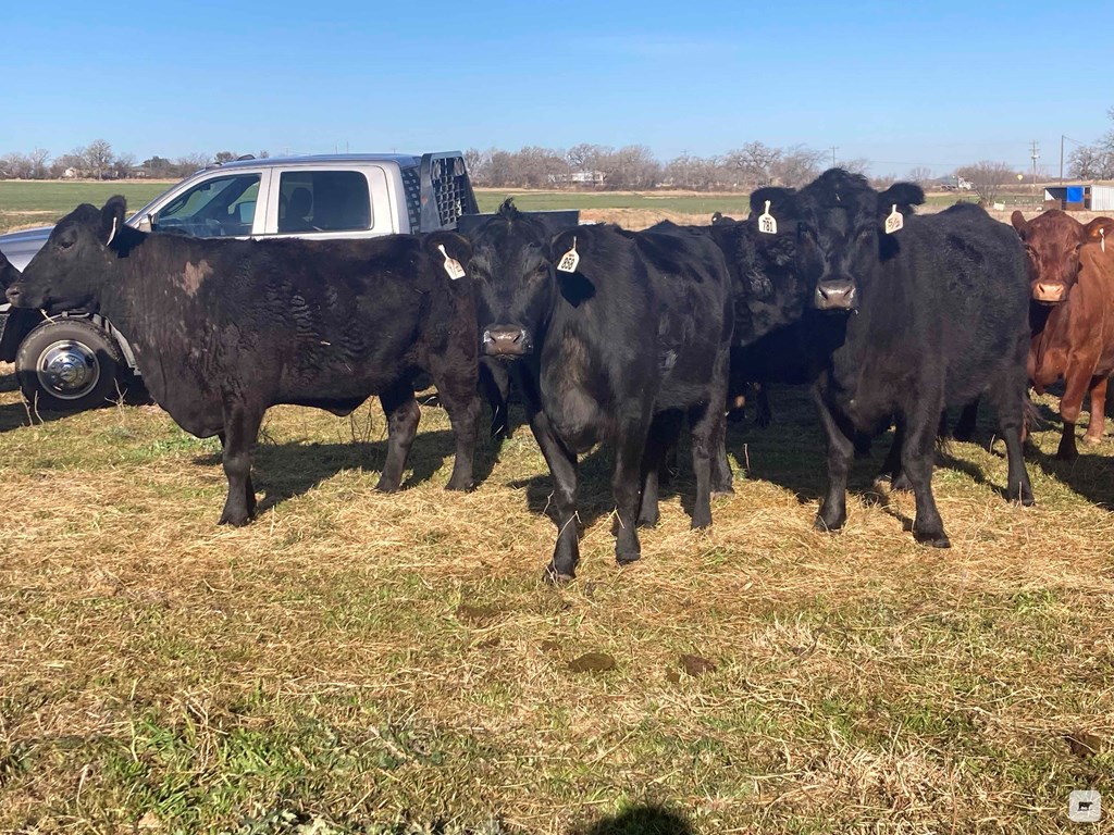 Cattle Range Listing Photo