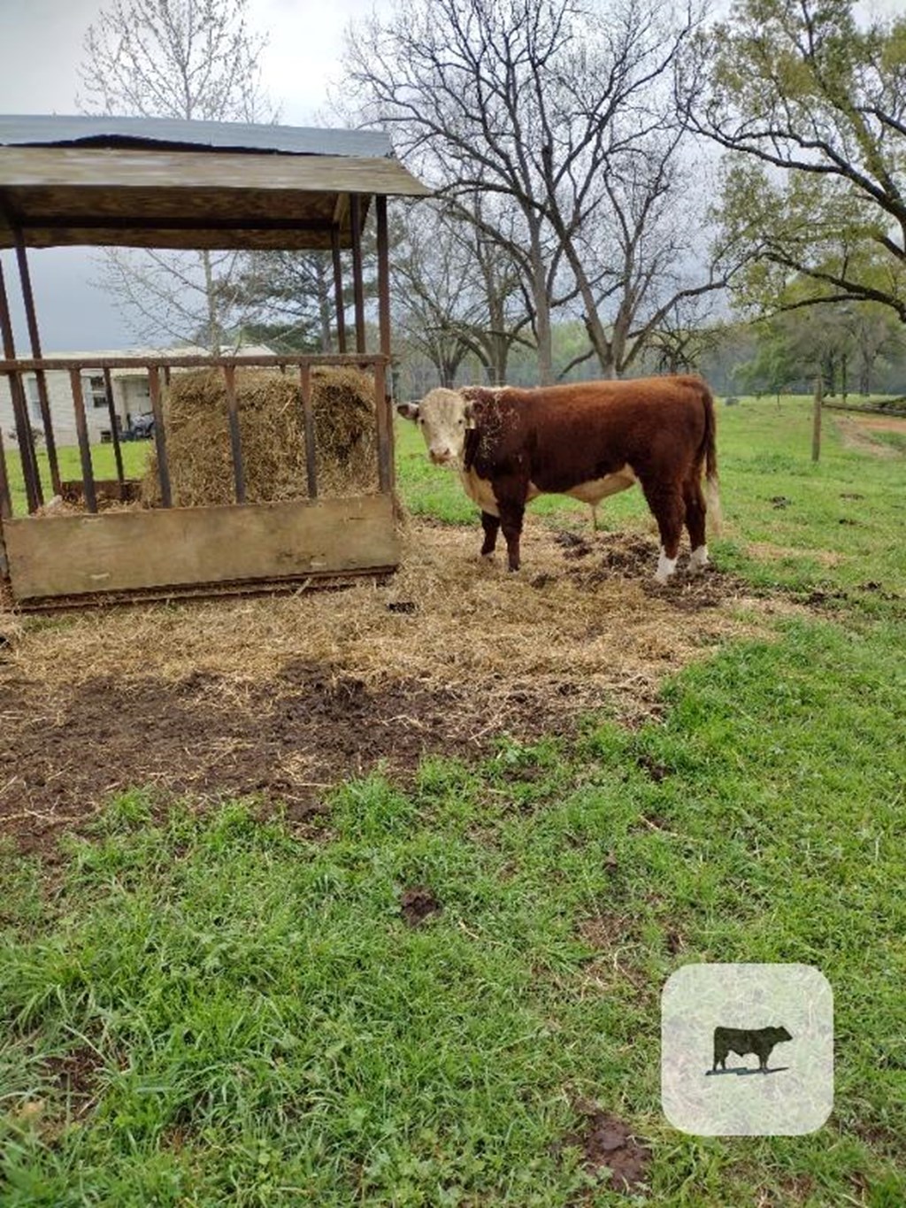 Cattle Range Listing Photo