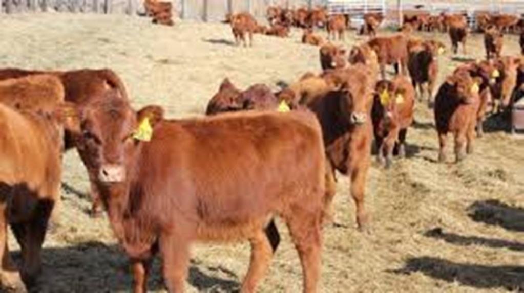 Making Money in the Cattle Business: Part 2 – “Keep ‘em Alive”