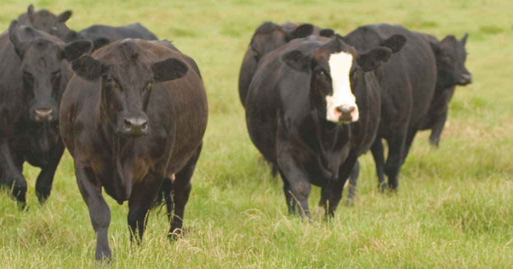 Feeding Melatonin to Cows may mitigate ill effects of Toxic Fescue on Calves