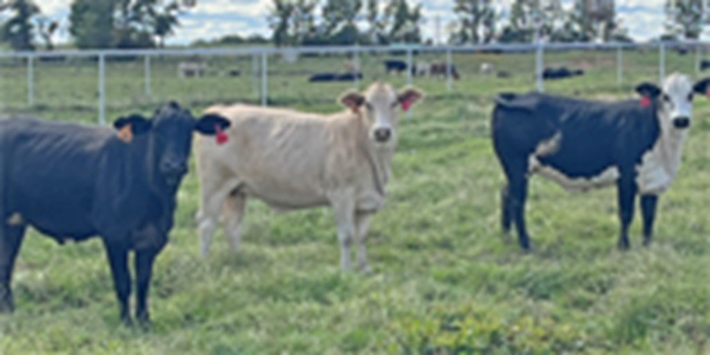 22 Crossbred Bred Heifers... East TX