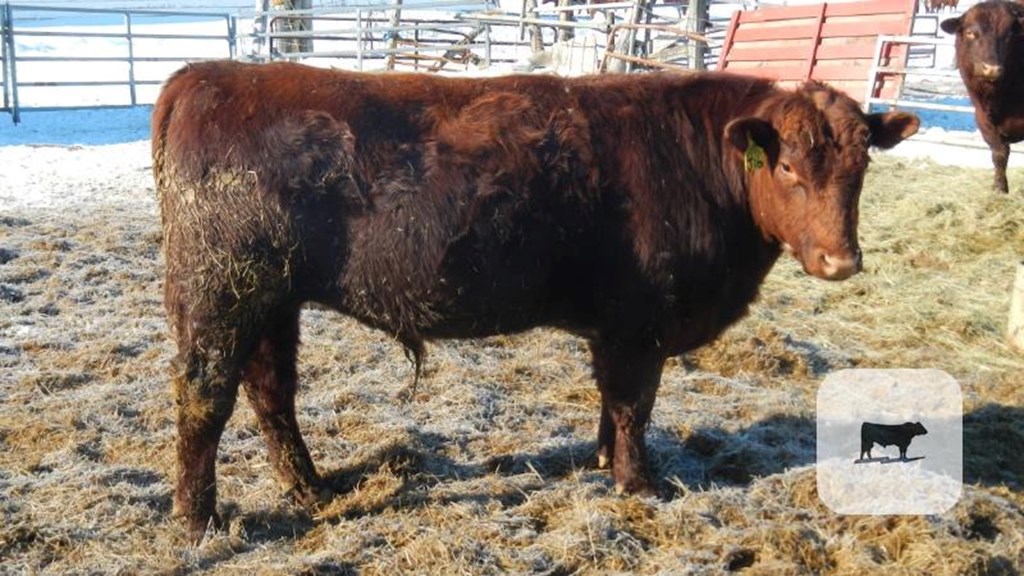 Cattle Range Listing Photo