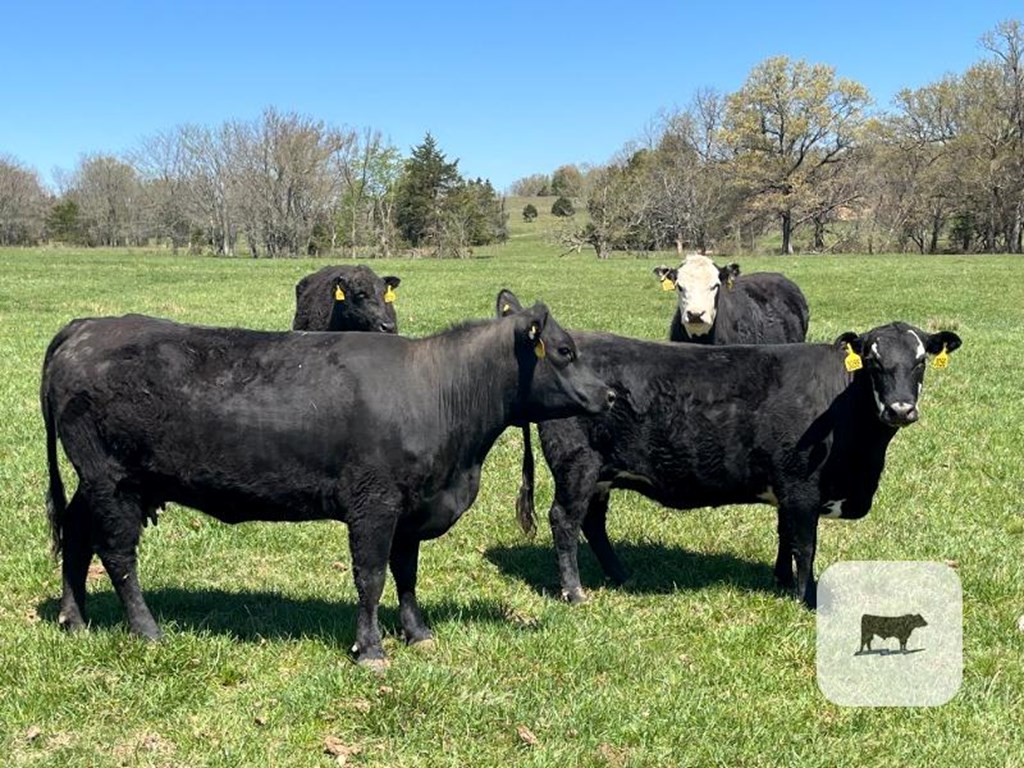 Cattle Range Listing Photo