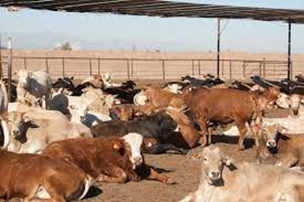 Mexican Cattle Imports Decrease in 2021