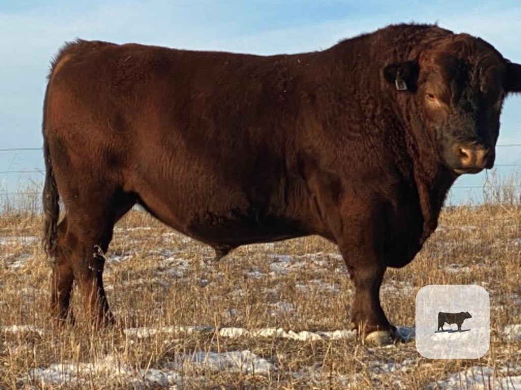 Cattle Range Listing Photo