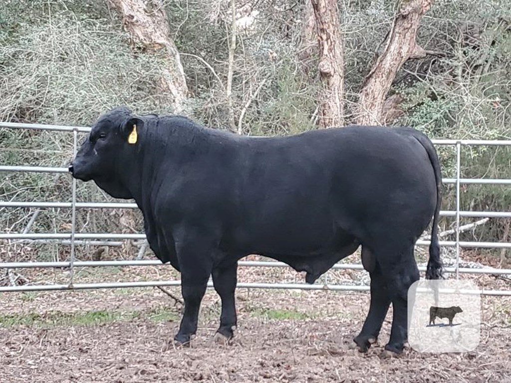 Cattle Range Listing Photo