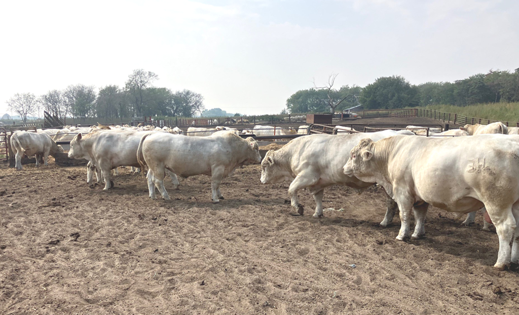 Cattle Range Listing Photo