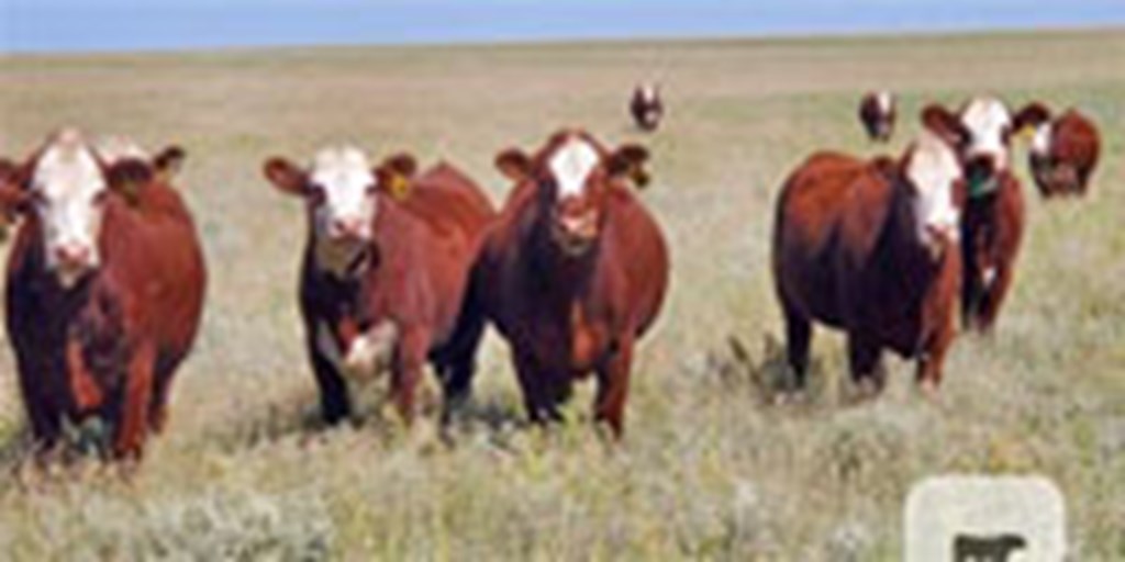 93 Hereford Bred Heifers... TX Panhandle