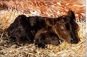 Background and Research Supporting Treating High-Risk Calves with Caffeine
