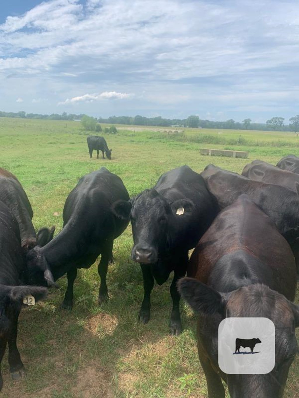 Cattle Range Listing Photo