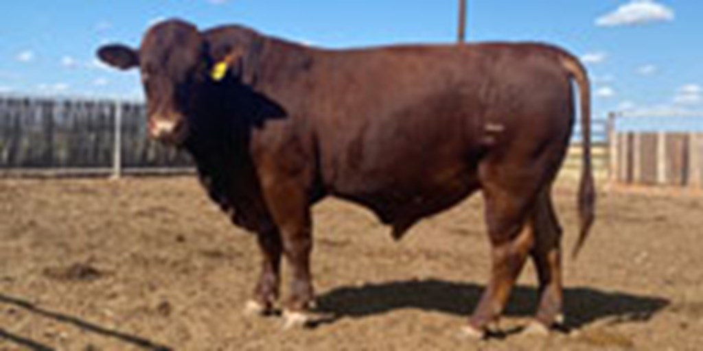1 Reg. Beefmaster Bull...  TX South Plains
