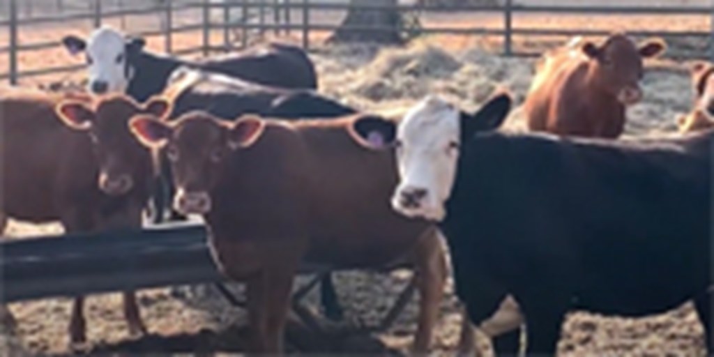 12 Lim-Flex/Hereford Rep. Heifers... North TX
