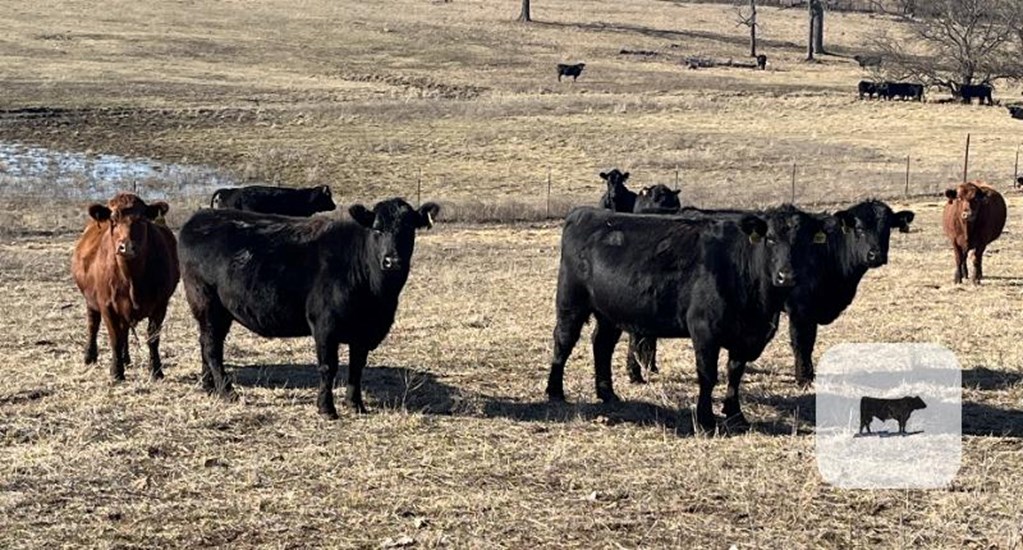 Cattle Range Listing Photo