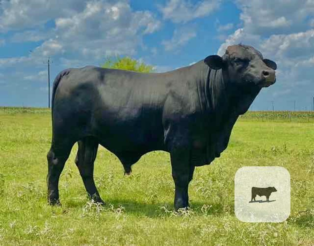 Cattle Range Listing Photo