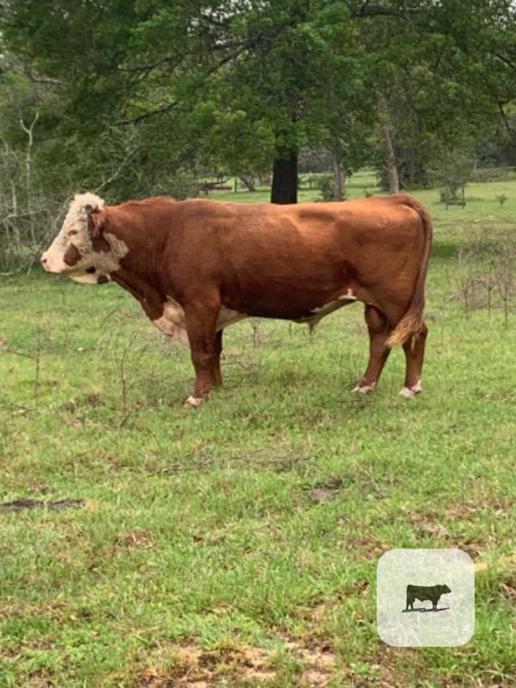 Cattle Range Listing Photo