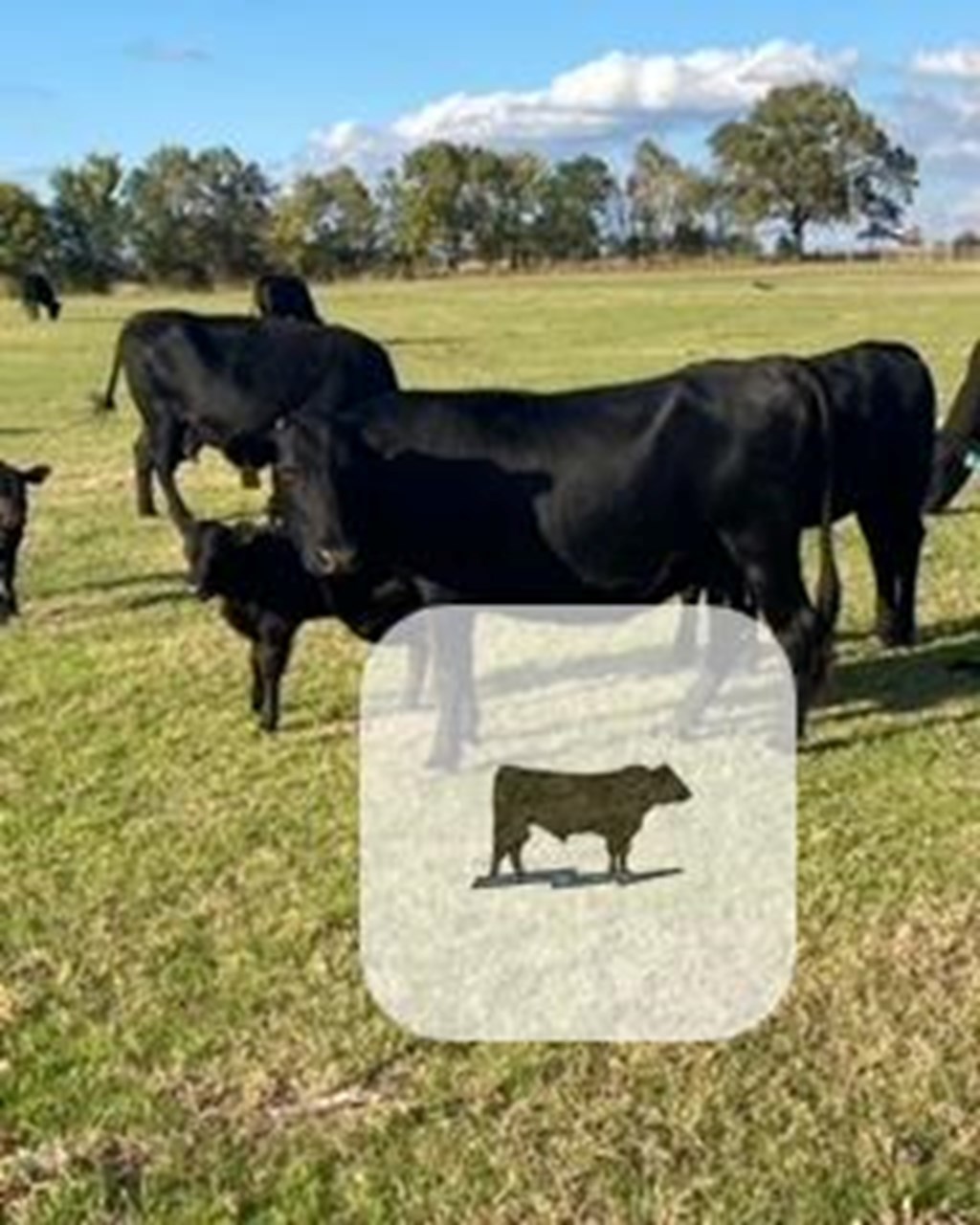 Cattle Range Listing Photo