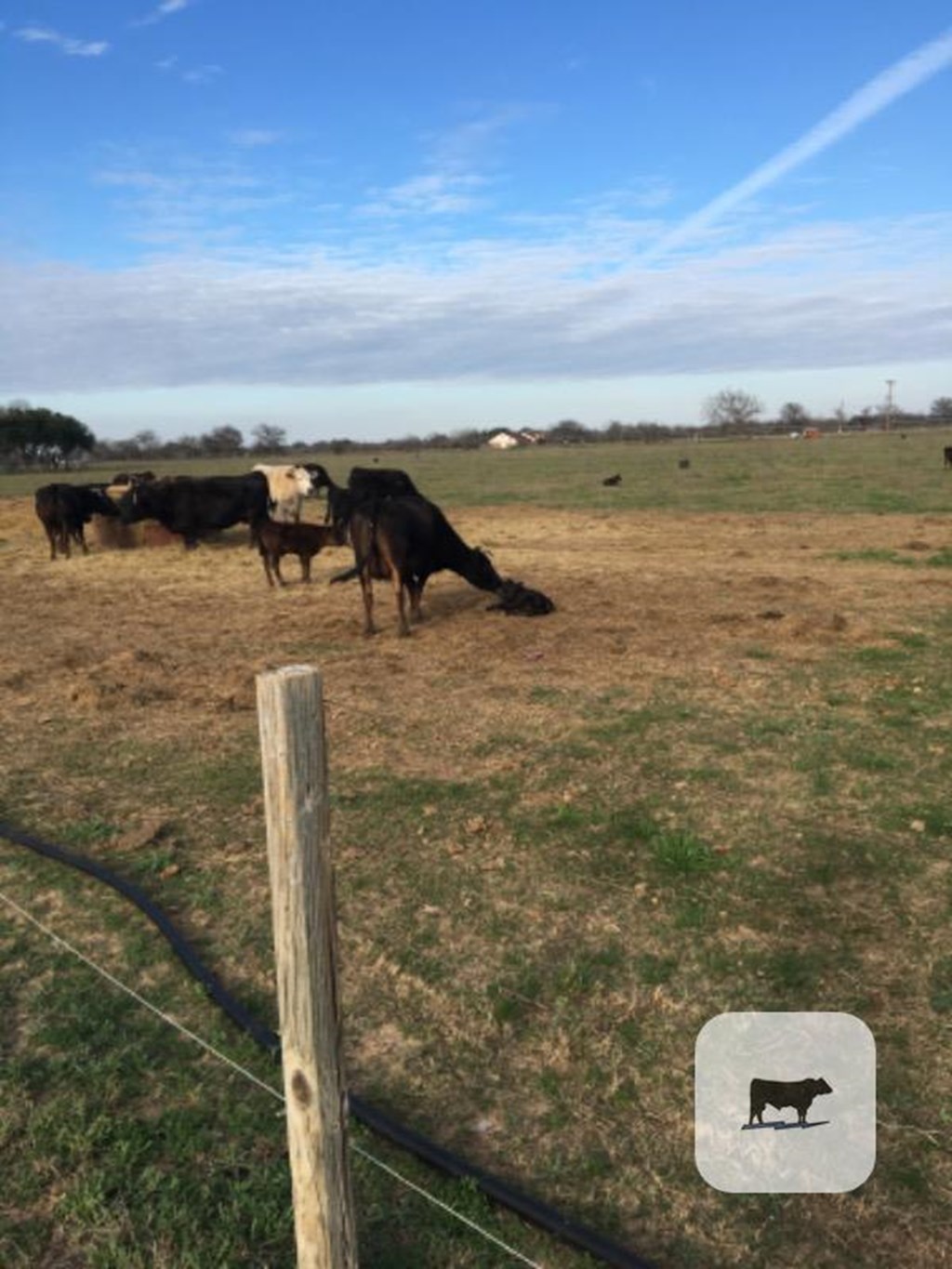 Cattle Range Listing Photo