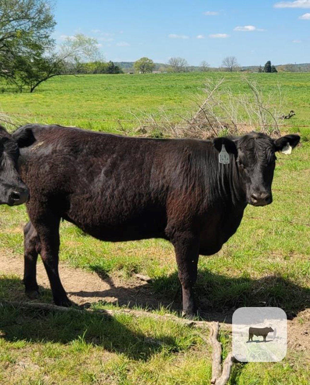 Cattle Range Listing Photo