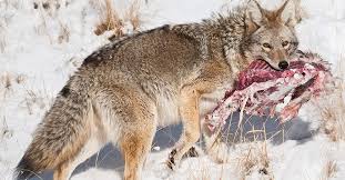 Coyote Populations Continue to Grow throughout U.S.