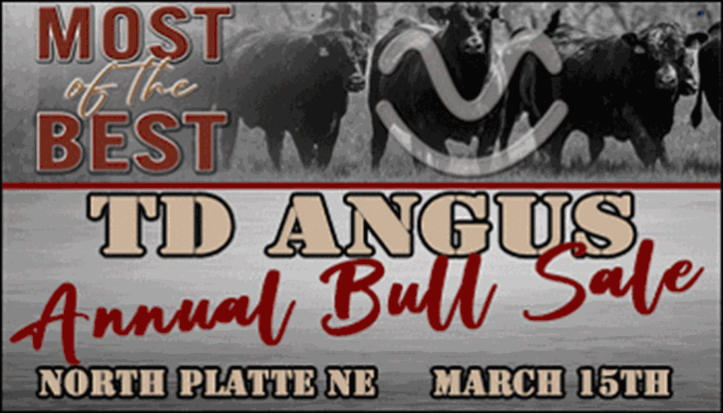 TD Angus Annual Bull Sale