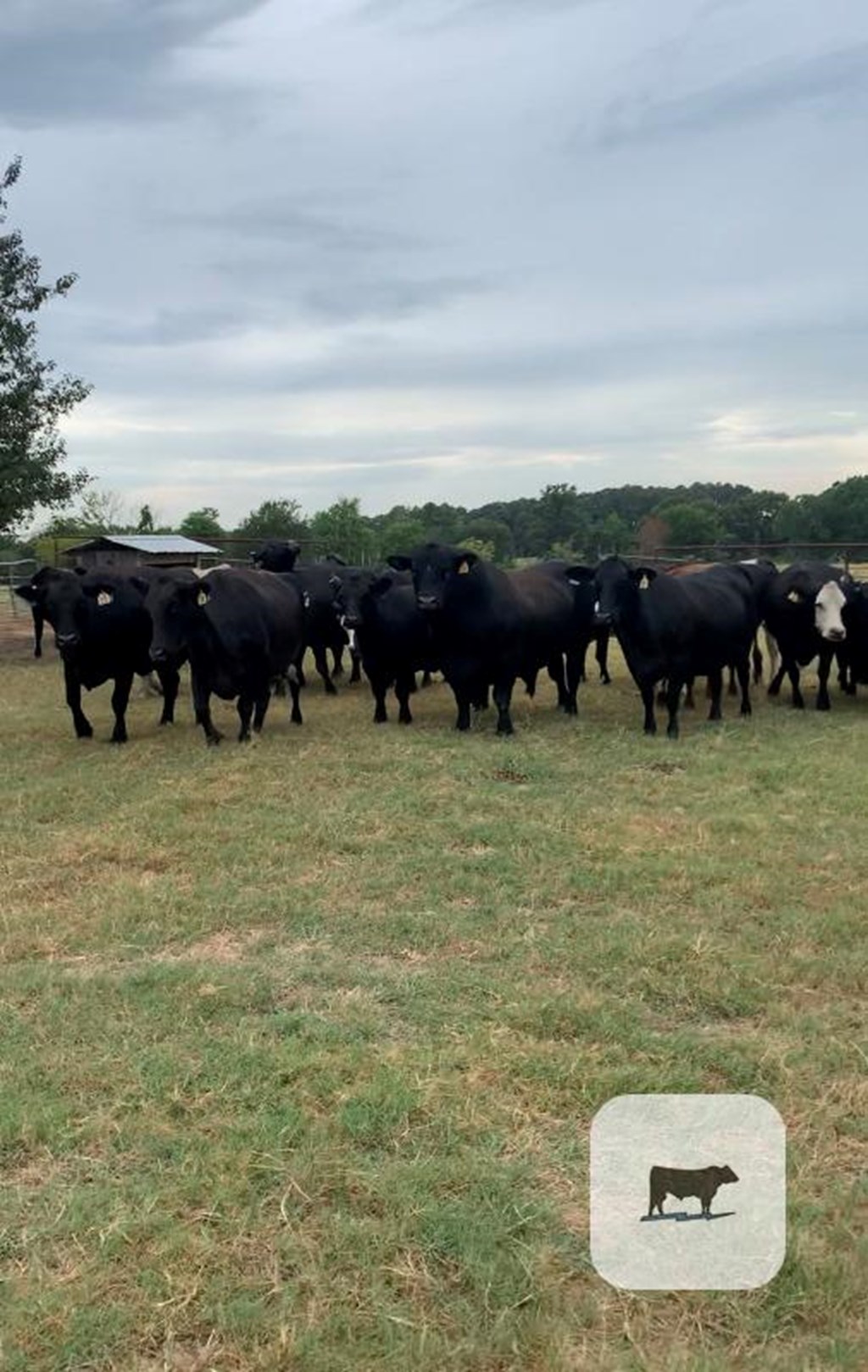 Cattle Range Listing Photo