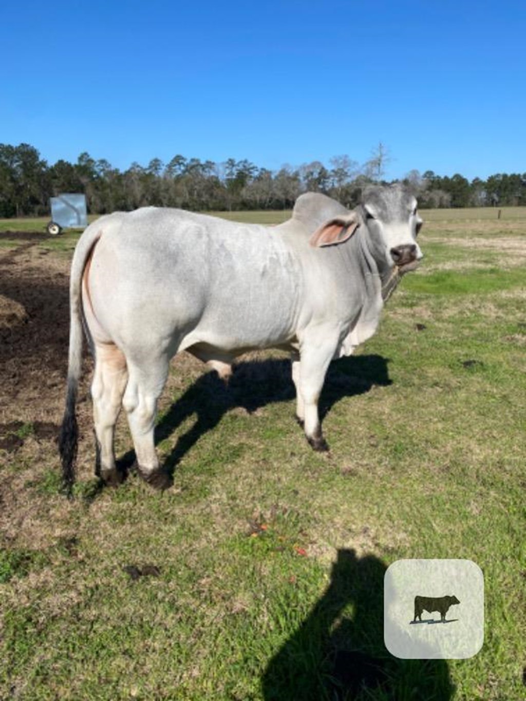 Cattle Range Listing Photo