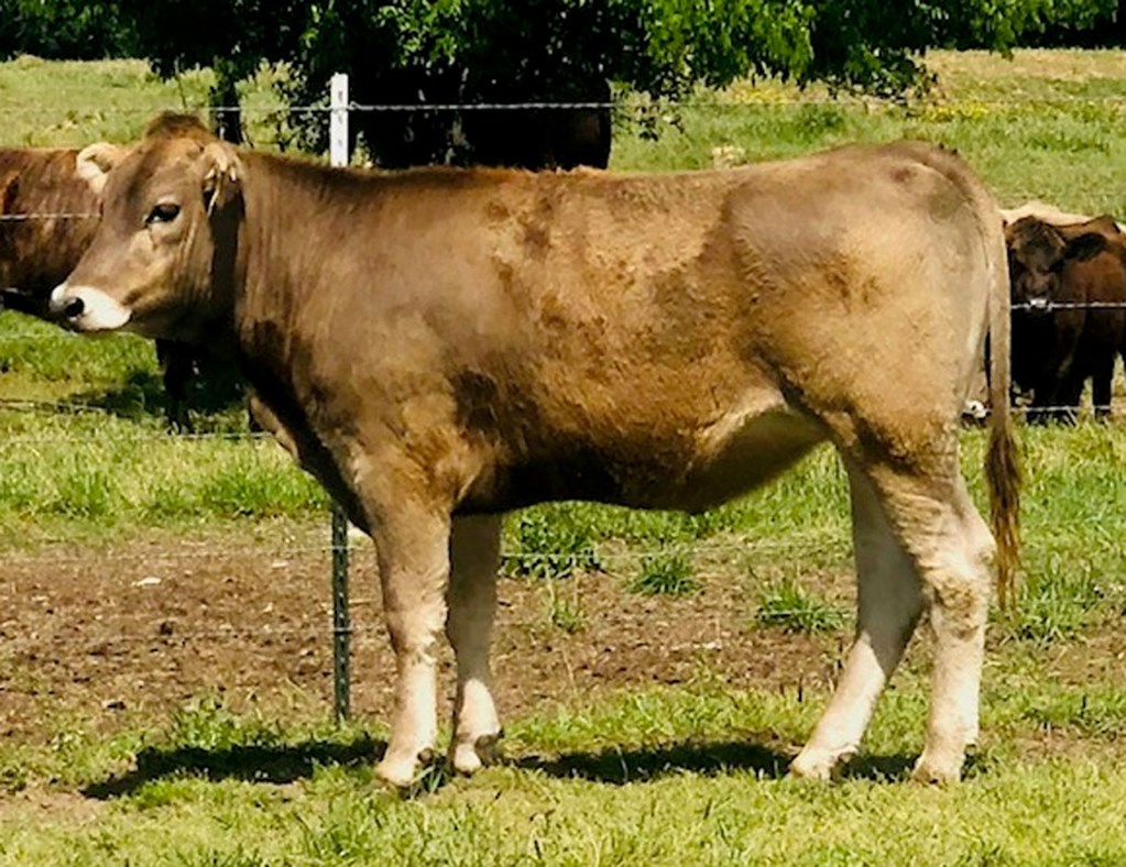 Cattle Range Listing Photo