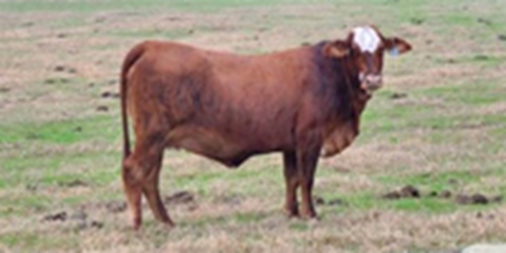 18 Tigerstripe Bred Heifers...  Northeast LA